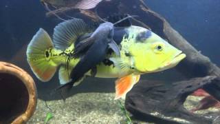 Featherfin Catfish Cleaning Peacock Bass [upl. by Otirecul353]