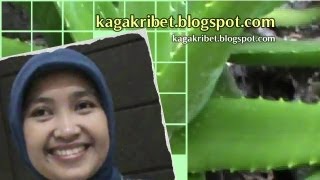 Cara Menghilangkan Jerawat dengan Lidah Buaya Manfaat Lidah Buaya [upl. by Chessa]