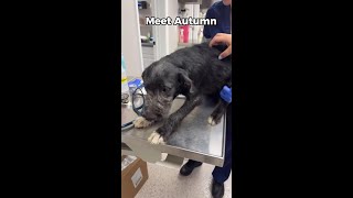 Hookworm CheckUp Autumn’s Journey to a Healthy Happy Life 🐾 [upl. by Nybbor]