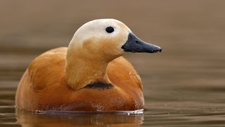 Surkhab Bird Indore India Ruddy Shelduck [upl. by Menken]