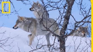 Comment les loups chassent dans la neige [upl. by Nwahsud]