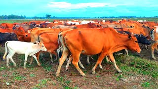 Video of Leading a Tame Cow to the Farm Pen Livestock Cows  The Sound of the Shepherds Cows [upl. by Hartmann]