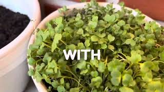 How I Use Sulforaphane [upl. by Maher]