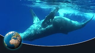 The fascinating world of the humpback whales [upl. by Anile]