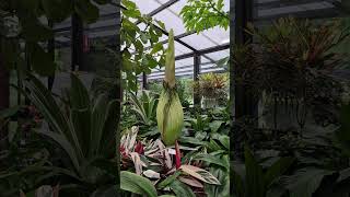 Geelong Botanic Gardens Corpse Flower Part 1 71124 [upl. by Lednew]