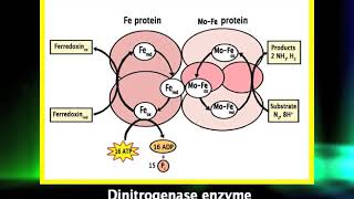 Nitrogen uptake and assimilationmp4 [upl. by Wiles]