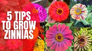 5 Tips to Grow AMAZING Zinnias  How To Grow Zinnias  Cut Flower Garden [upl. by Pelag314]