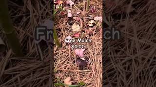 Free Pine Needle Mulch  Zone 7b fallgarden raisedbeds [upl. by Isia30]