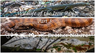 Epic Bluetailed Monitors plus so much more Wildlife from the Iron Range CYP Part 5 [upl. by Iidnarb]