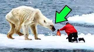 Man Helps A Dying Polar Bear You Wont Believe What Happens Next [upl. by Sergu]