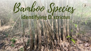 Bamboo species identification with Natalia Reategui Dendrocalamus strictus [upl. by Lance]