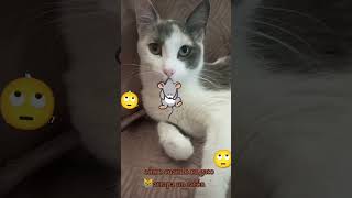 Gato y Ratón gatoatrapandoraton apoyo humor suscribate [upl. by Kcam974]