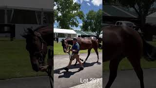 Karaka 2yearsold ready to run sales 2024  Lot297 [upl. by Ellocin483]