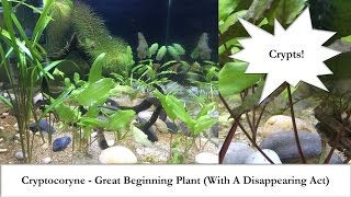 Crypts  Great Beginning Aquarium Plants  With A Disappearing Act [upl. by Even]