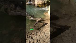 Gharial Survivor of Ancient Waters shorts [upl. by Ahsanat]