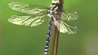 FLEETWOOD MAC  DRAGONFLYmp3 [upl. by Dhiman]