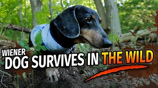 Wiener Dogs Wilderness Survival Show  with Oakley Dokily the Dachshund [upl. by Ennairoc194]