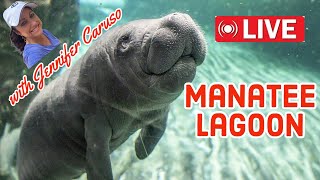 🔴LIVE Manatee Lagoon [upl. by Jonina]