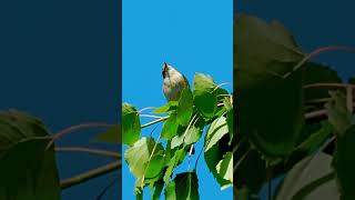 The willow warbler Phylloscopus trochilus birds birdsoftiktok birdswatcher birdsphotography [upl. by Htidra]