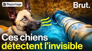 Ces chiens sont dressés pour localiser les fuites deau [upl. by Elreath]