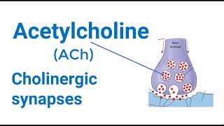 Cholinergic Synapse Mechanism [upl. by Boor]