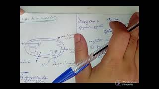 métabolisme cellulaire  catabolisme الأيض الخلوي [upl. by Suoirad]