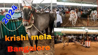 Gkvk krushi mela Bangalore 2024 krushi mela Bangalore bulls category 1m view in 5 days ago [upl. by Sternberg]