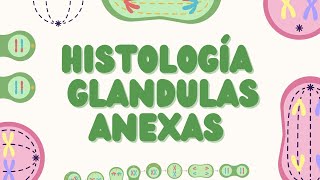 Histología de Glándulas Salivales Páncreas Exocrino y Hígado [upl. by Gniliem]