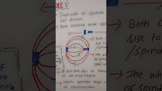 Role of centrioles scienceeducation biology cellbiology bioscience [upl. by Jahn735]