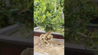 The Real Chinese Bonsai Plant [upl. by Dorcea]