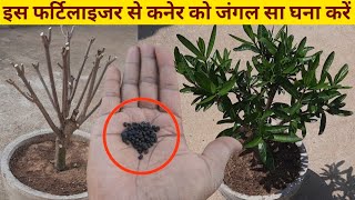 कनेर को तेजी से हरा भरा घना करने के लिए डाले यह 2 फर्टिलाइजर  oleander growing tips and fertilizer [upl. by Raymond]