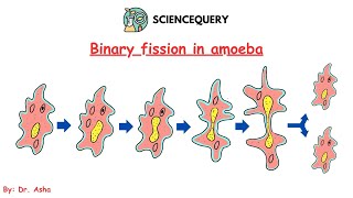 Binary Fission in Amoeba [upl. by Odnarb813]