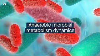 Deterministic factors control anaerobic microbial metabolism [upl. by Ened]