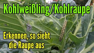 Kohlweißling erkennen Kohlraupe aussehen  So kannst du die Raupe erkennen [upl. by Atiuqihc98]