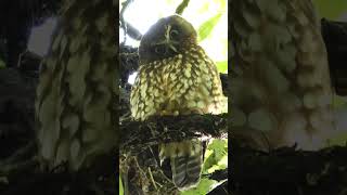 Cute New Zealand Owl the Morepork or Ruru birds nature birdsounds [upl. by Aleibarg114]