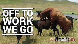 Putting Bulls In With The Cows on the Ranch [upl. by Alyal]