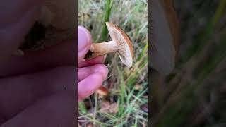 BirchKnight tricholoma fungus nature mushroom september wildmushrooms foraginguk promenade [upl. by Rednal]