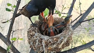 Black Bird Drago With The Babies Open Nest Tree  Three Babies And Drago Bird [upl. by Auoz]