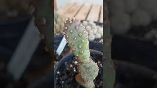 cacto Opuntia basilaris [upl. by Reilamag]