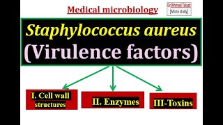 Staphylococci 3 Virulence factors of Staphylococcus aureus “ Medical microbiology [upl. by Aihsekyw]