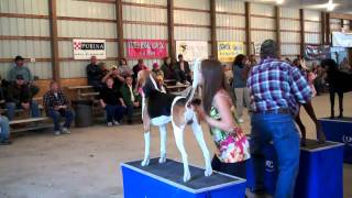 2010 UKC Coonhound World Bench Show Championship  United Kennel Club [upl. by Helbon107]