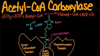 AcetylCoA Carboxylase  Biochemistry [upl. by Nika]