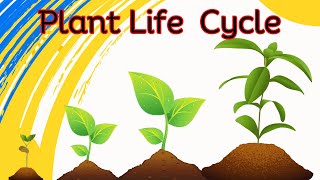 Plant Life Cycle The Secret Life of Plants Unveiling the Remarkable Lifecycle [upl. by Tyrus]