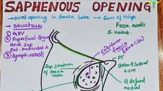 Saphenous Opening  Modification of Fascia Lata [upl. by Lleddaw]