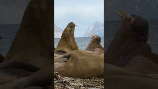 Start Your New Year’s Adventure in the Svalbard Islands [upl. by Lavine]