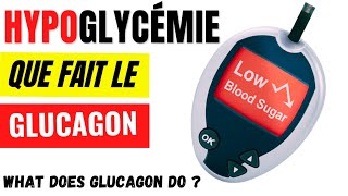 Comment le glucagon fait augmenter la glycémie  Régulation de lhypoglycémie [upl. by Smaoht]