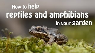 The Wildlife Garden Project  How to help reptiles and amphibians in your garden [upl. by Caneghem156]