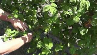 How to grow Marion berry plants Week 4 [upl. by Yellas110]