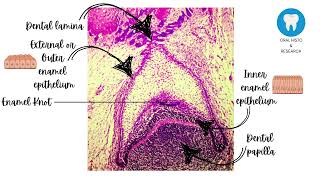 Histology of Cap Stage of Tooth Development  Dentistry [upl. by Sidonnie]