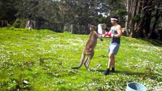 Man VS Kangaroo ROUND 2 [upl. by Gelb]